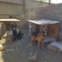 سگ ژرمن بلک وشپرد  نر