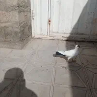 پرنده کبوتر