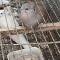 کبوتر زینتی|پرنده|فاضل آباد, |دیوار
