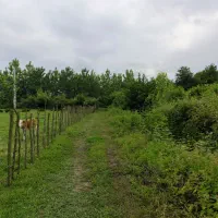 زمین باغی