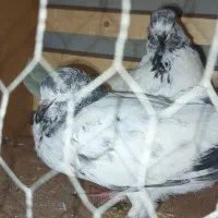 دونه ای 200جفتی 350|پرنده|فاضل آباد, |دیوار