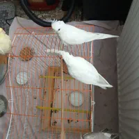 عروس هلندی نر و ماده البینو زیر قیمت|پرنده|تهران, منیریه|دیوار