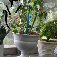 گل برگ ریحونی