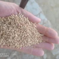 گندم درجه یک