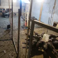 تخم نطفه دار و خوراکی بوقلمون برنز