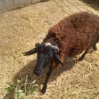 گوسفند نر فروشی کاملا اهلی