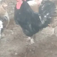 خروس سیاه