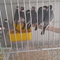 فروش تعدادی فنج نرگسی مولد سالن