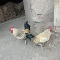 فروش خروس یکساله ساله