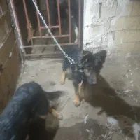 سگ ژرمن شولاین