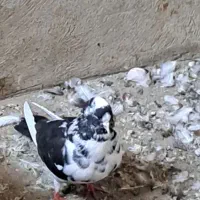 گمشده|پرنده|خوی, |دیوار