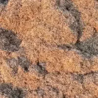 کاه ماش  ۸ کپه سبز سبز عالی کمباینی