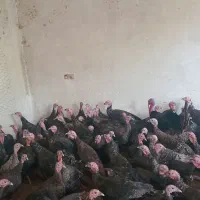 فروش بوقلمون نر و ماده برنز محلی