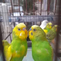 فروش پرنده|پرنده|نوشهر, |دیوار