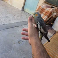 عروس هلندی