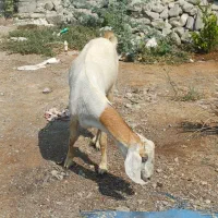 بز تالی پاکستانی دوقلو زا وسه قلو زا رودان|حیوانات مزرعه|بندرعباس, |دیوار