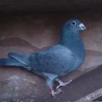 کبوتر زینتی