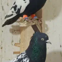 کفتر پرشی|پرنده|اسفراین, |دیوار