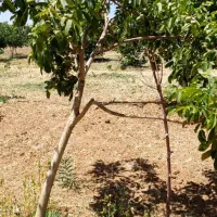 باغ در فریدونشهر اصفهان