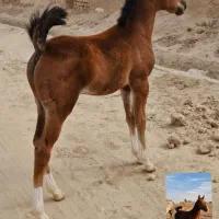 کره نریون