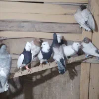 تعدادی کبوتر