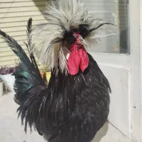 خروس لهستانی اصیل جوان