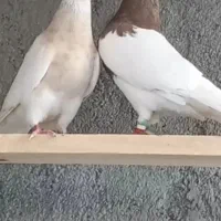 طوقی اصل کرمانشاهی|پرنده|رشت, چمارسرا|دیوار