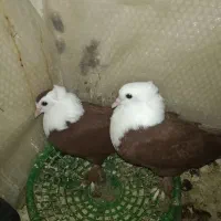 جفت جوجه کله سفید سرخ|پرنده|شوشتر, |دیوار