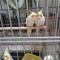 جوجه عروس هلندی لوتینو|پرنده|خمین, |دیوار