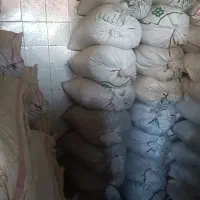 بذر ترابی