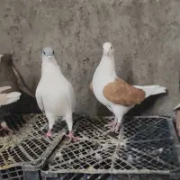 پشت زرد ماده|پرنده|تاکستان, |دیوار