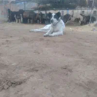 سگ لاس