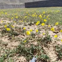 قطعه زمین خوش قواره