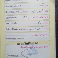 سگ شیتزو شناسنامه دار|سگ|رحیمآباد, |دیوار