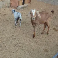 ۴راس بزغاله نر جمی گله گرد ودو بز بزغاله دار|حیوانات مزرعه|رضویه, |دیوار