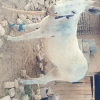کره