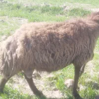 بره هترو|حیوانات مزرعه|نیشابور, فردوسی جنوبی|دیوار