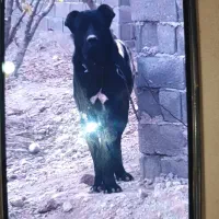 واگذاری سگ سرابی