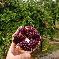 انار درجه 1 دون سیاه|خوردنی و آشامیدنی|شیراز, میانرود|دیوار