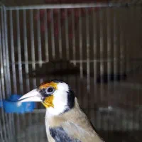 سهره زاغ متولد قفس