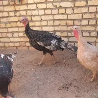 بوقلمون ومرغ وخروس|حیوانات مزرعه|کاشان, خلیج فارس|دیوار