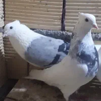 دوتا نر بشرط پرشت