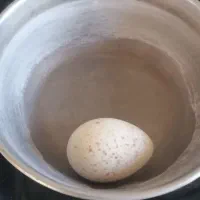 تخم  بوقلمون