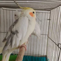 عروس|پرنده|سمیرم, |دیوار