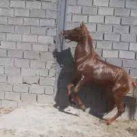 اسب