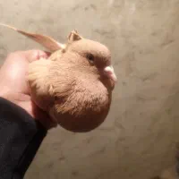 زرد دم سفیدماده|پرنده|دوگنبدان, |دیوار