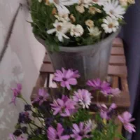 ۴۰ متری تک واحدی قدرت پاکی