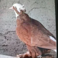 قرمز عرب ماده سالم بفروش