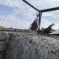 مخمل طوقی|پرنده|نجفآباد, یزدانشهر|دیوار