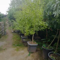 فروش انواع گل|خدمات باغبانی و درختکاری|رودسر, |دیوار